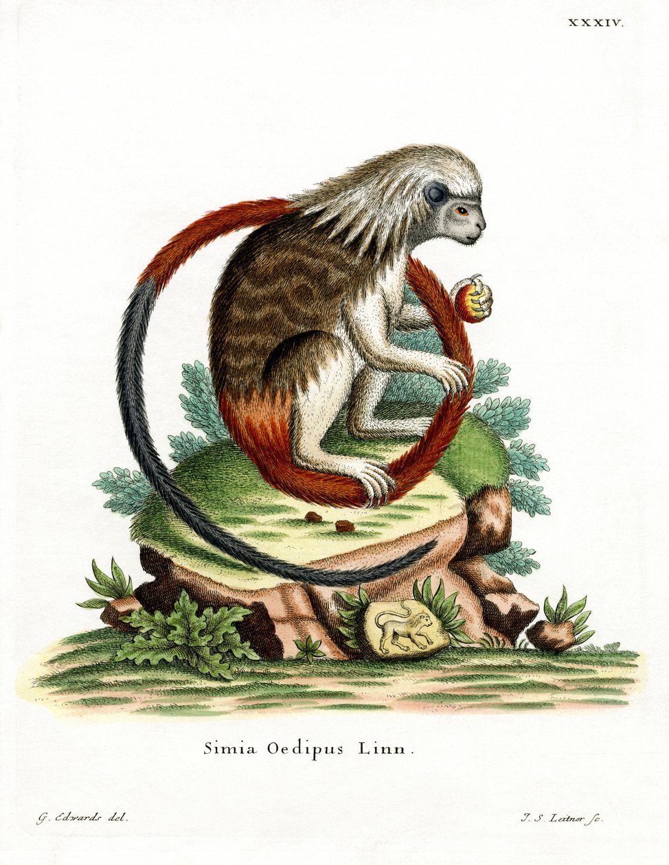 Tamarin à crête de coton - German School