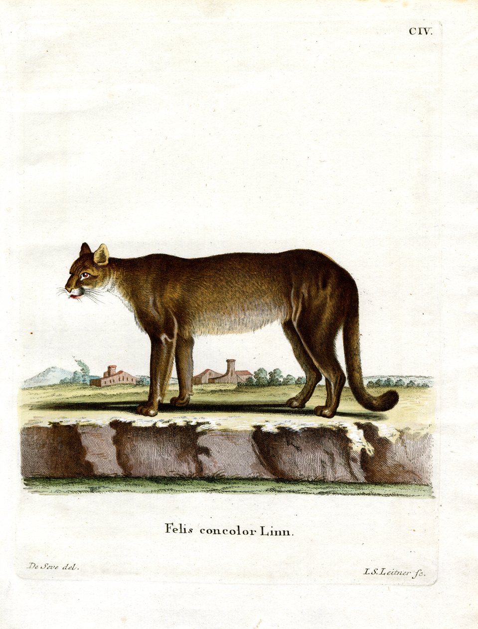 Cougar - German School