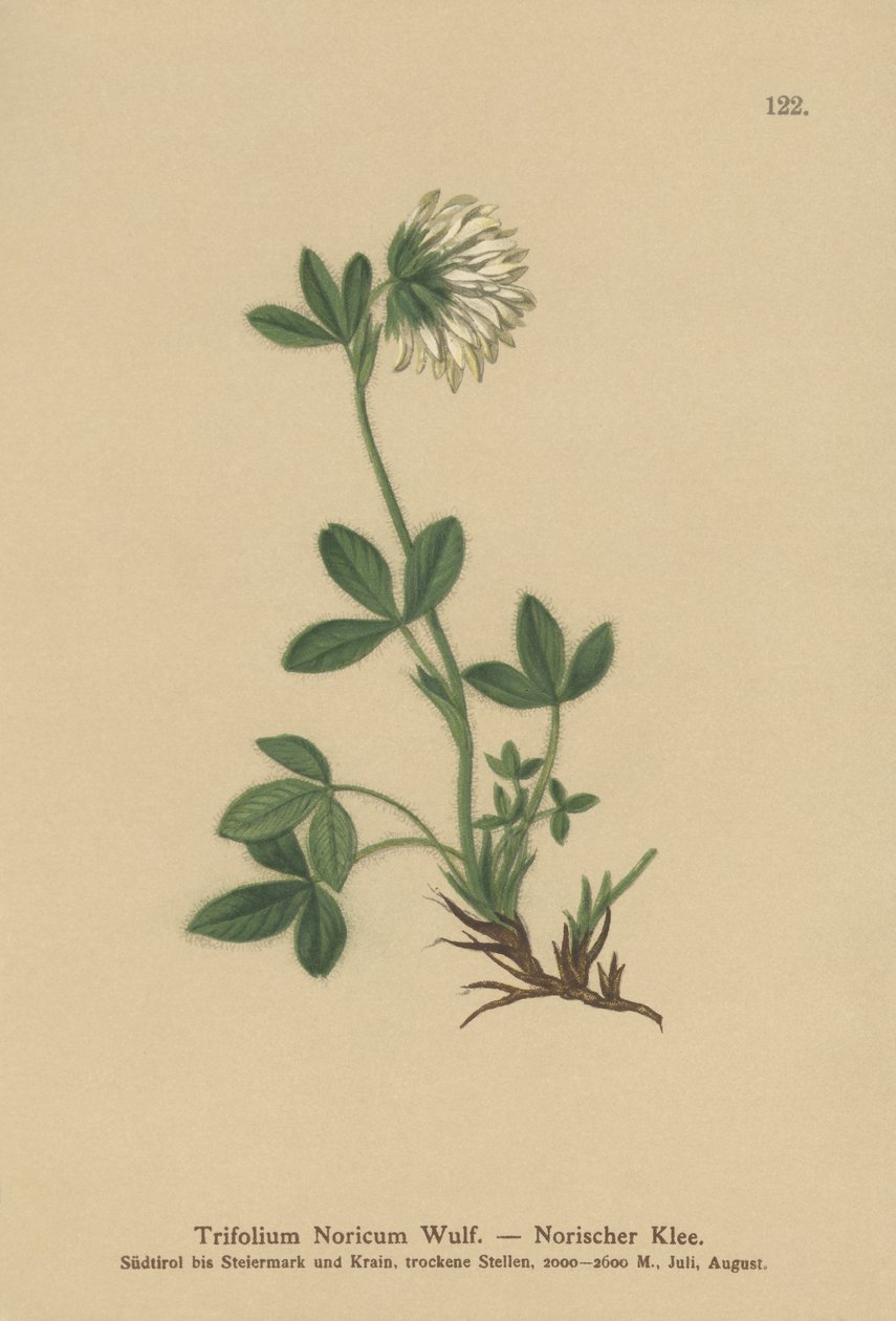 Trèfle crème (Trifolium Noricum) - German School
