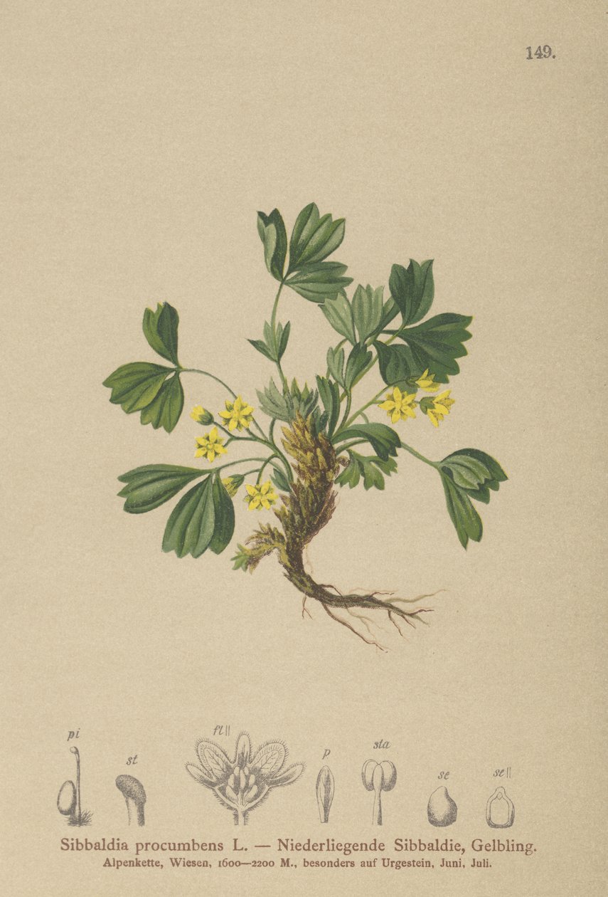 Sibbaldie rampante (Sibbaldia procumbens) - German School