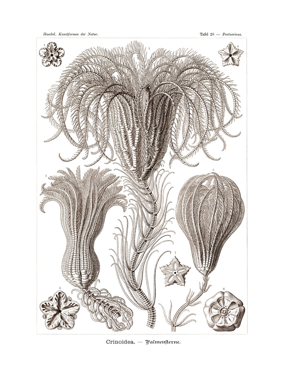 Crinoidea, 1899-1904 - German School