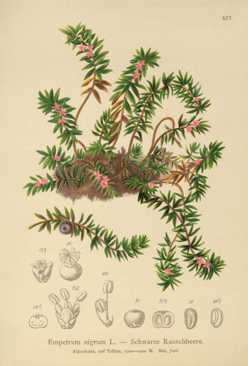 Camarine noire (Empetrum nigrum) - German School