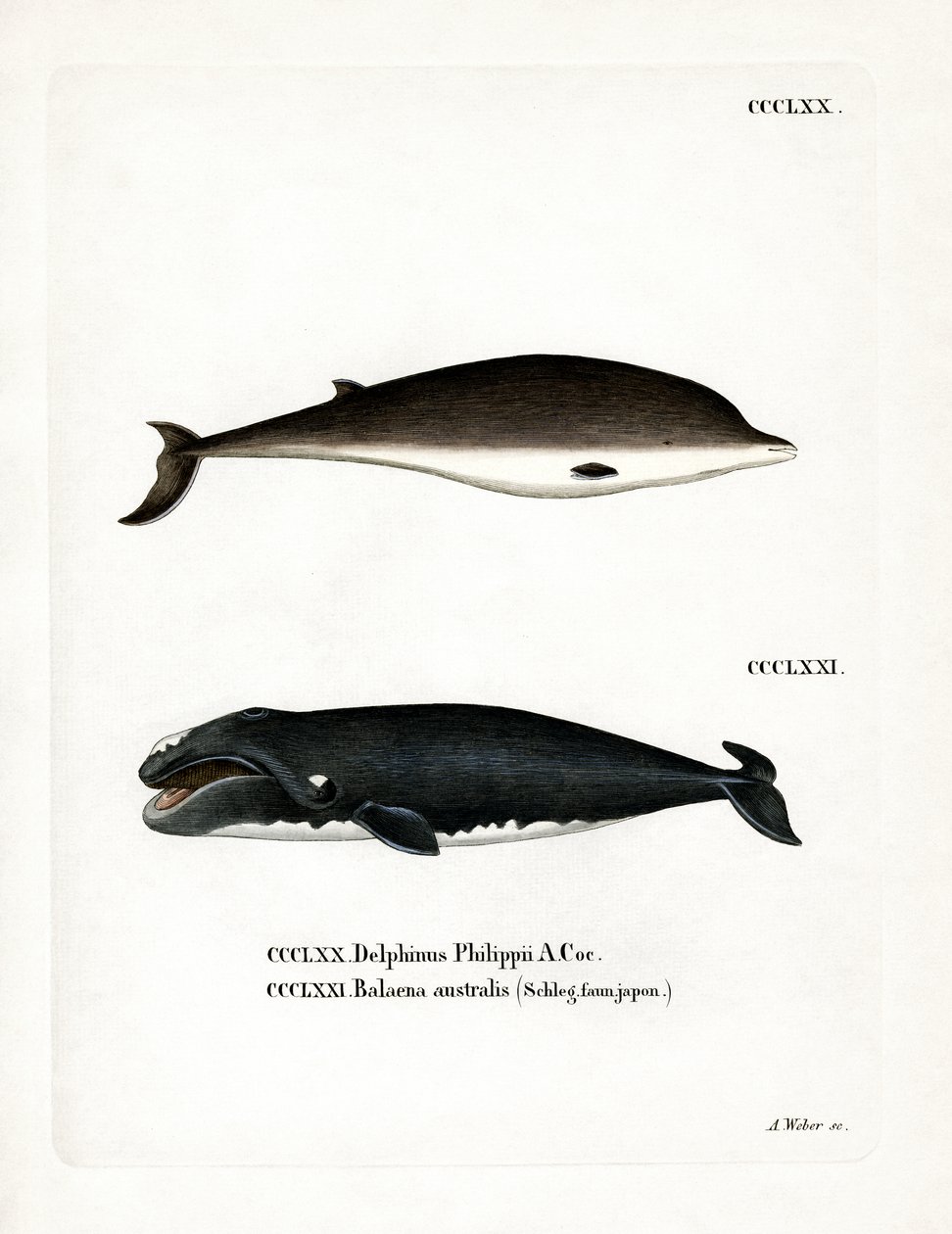 Baleine à bec de Cuvier - German School