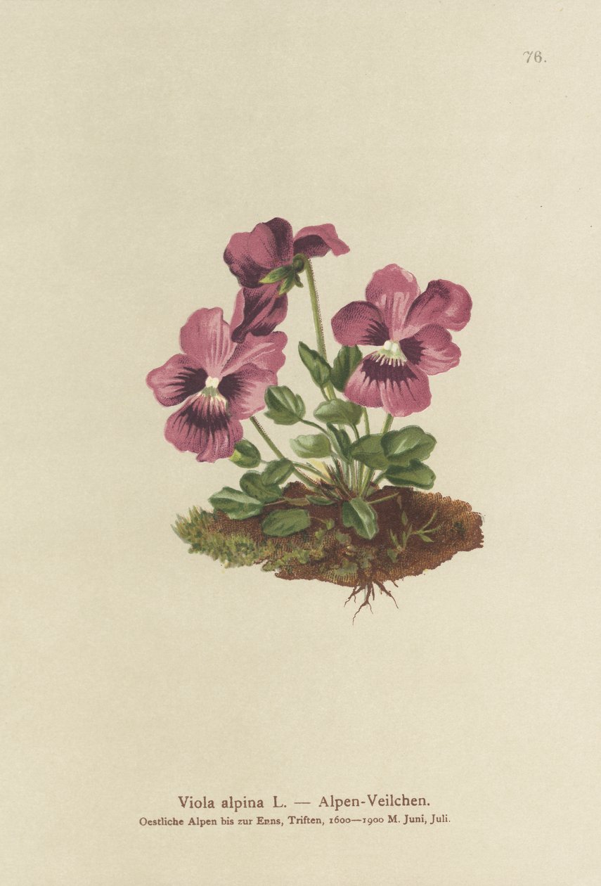 Cyclamen, Violette alpine (Viola alpina) - German School