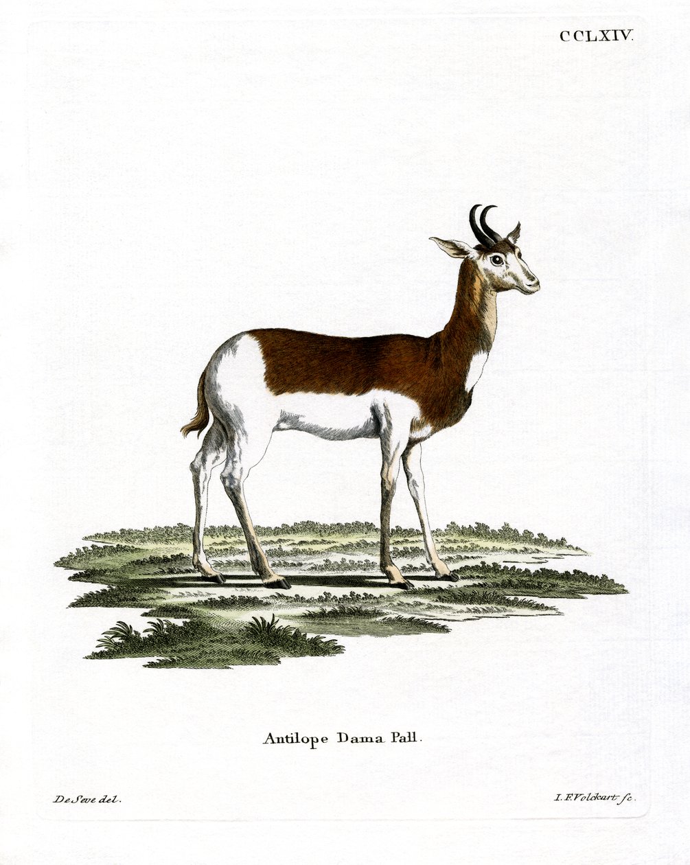 Gazelle dama - German School