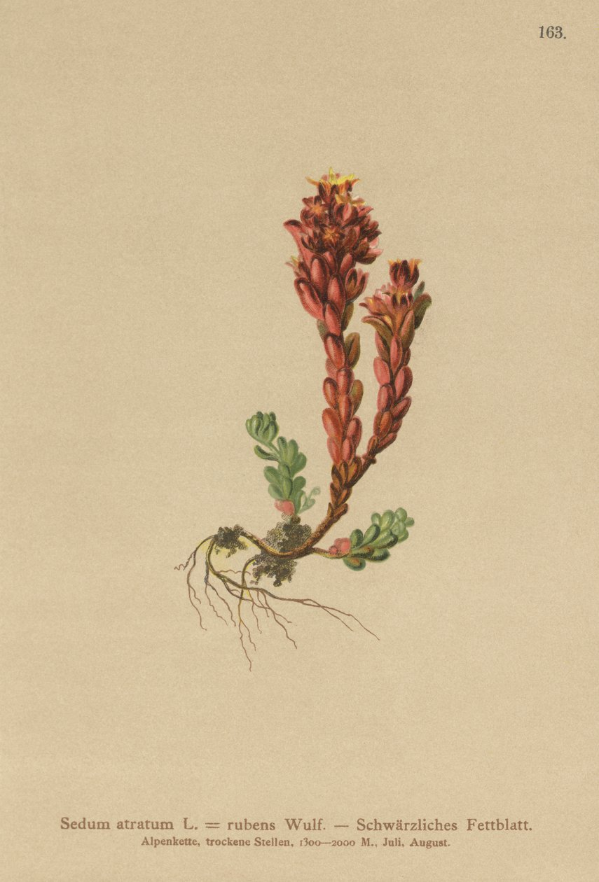 Orpin noir (Sedum atratum, Sedum rubens) - German School