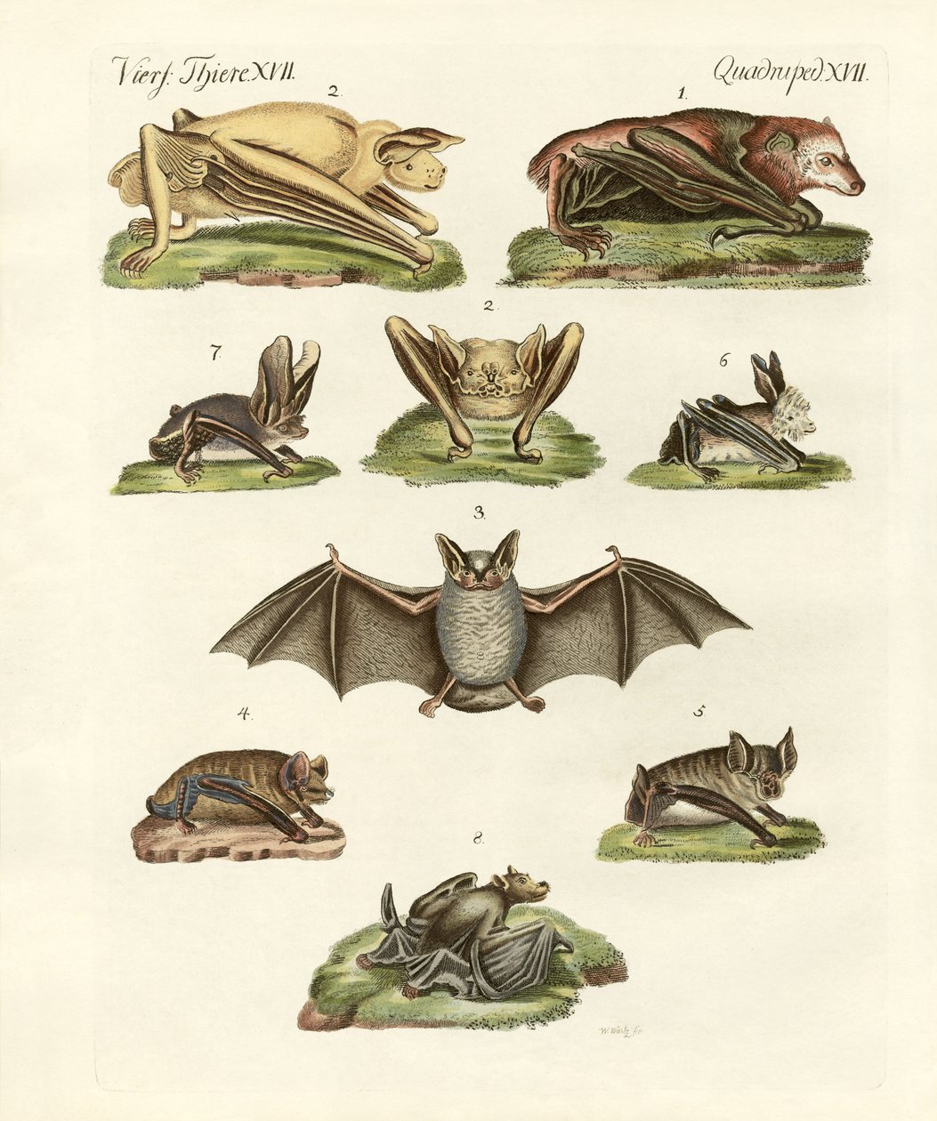 Différents types de chauves-souris - German School