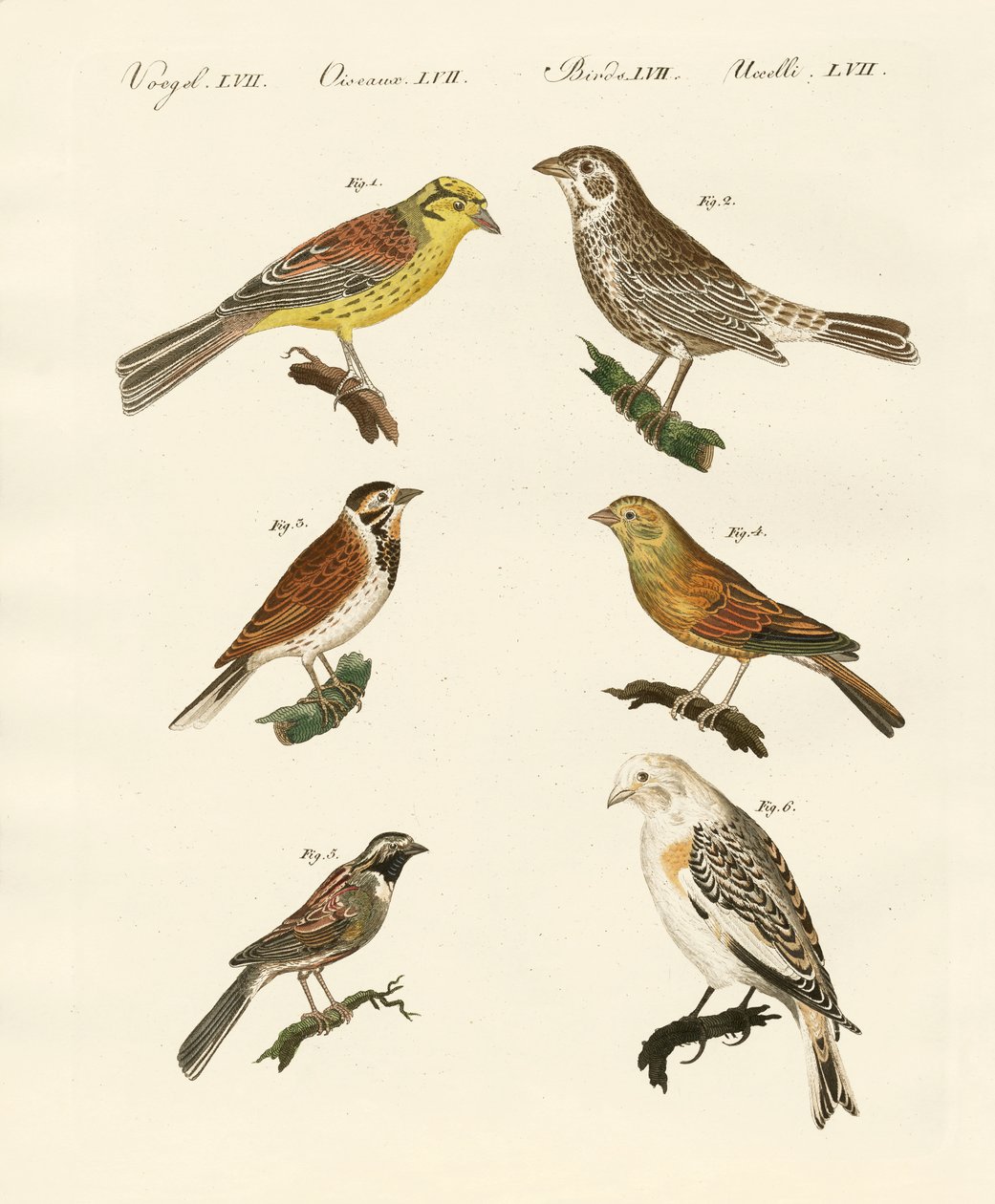 Différentes sortes de bruants - German School