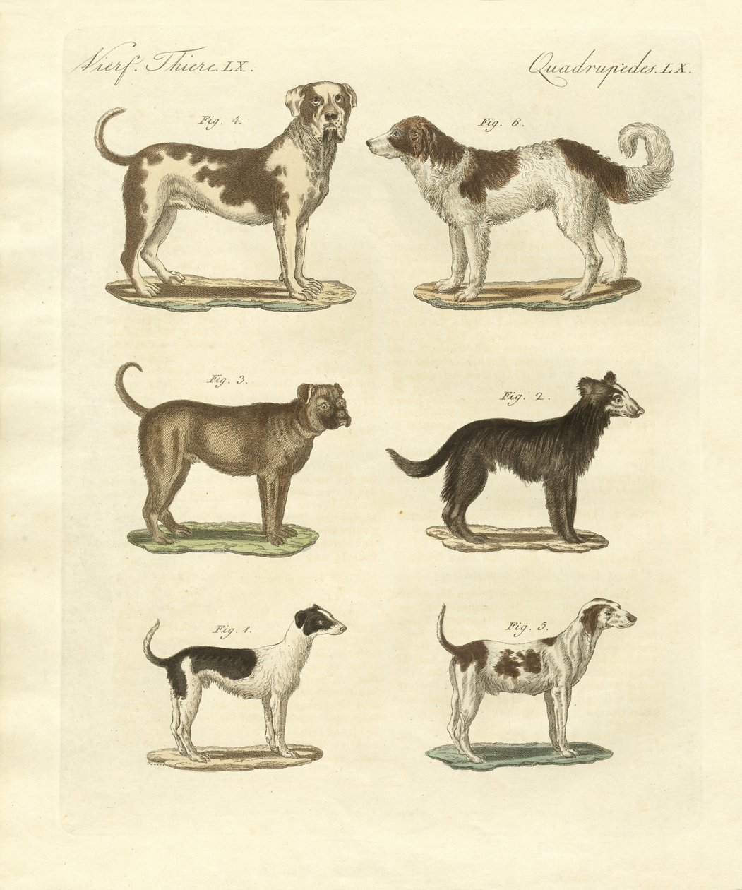 Différentes sortes de chiens - German School