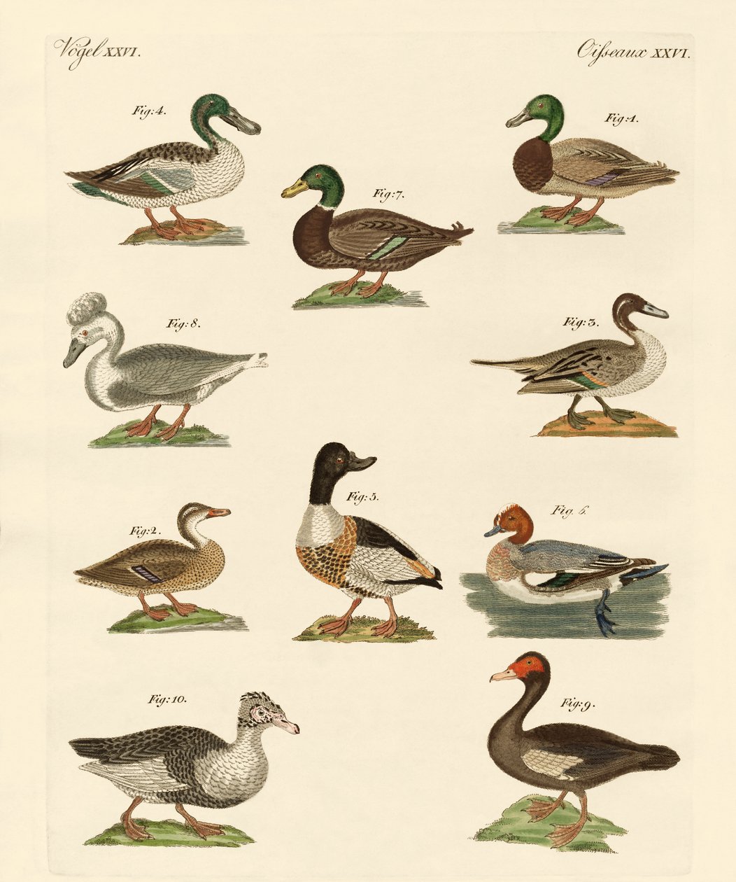 Différents types de canards - German School