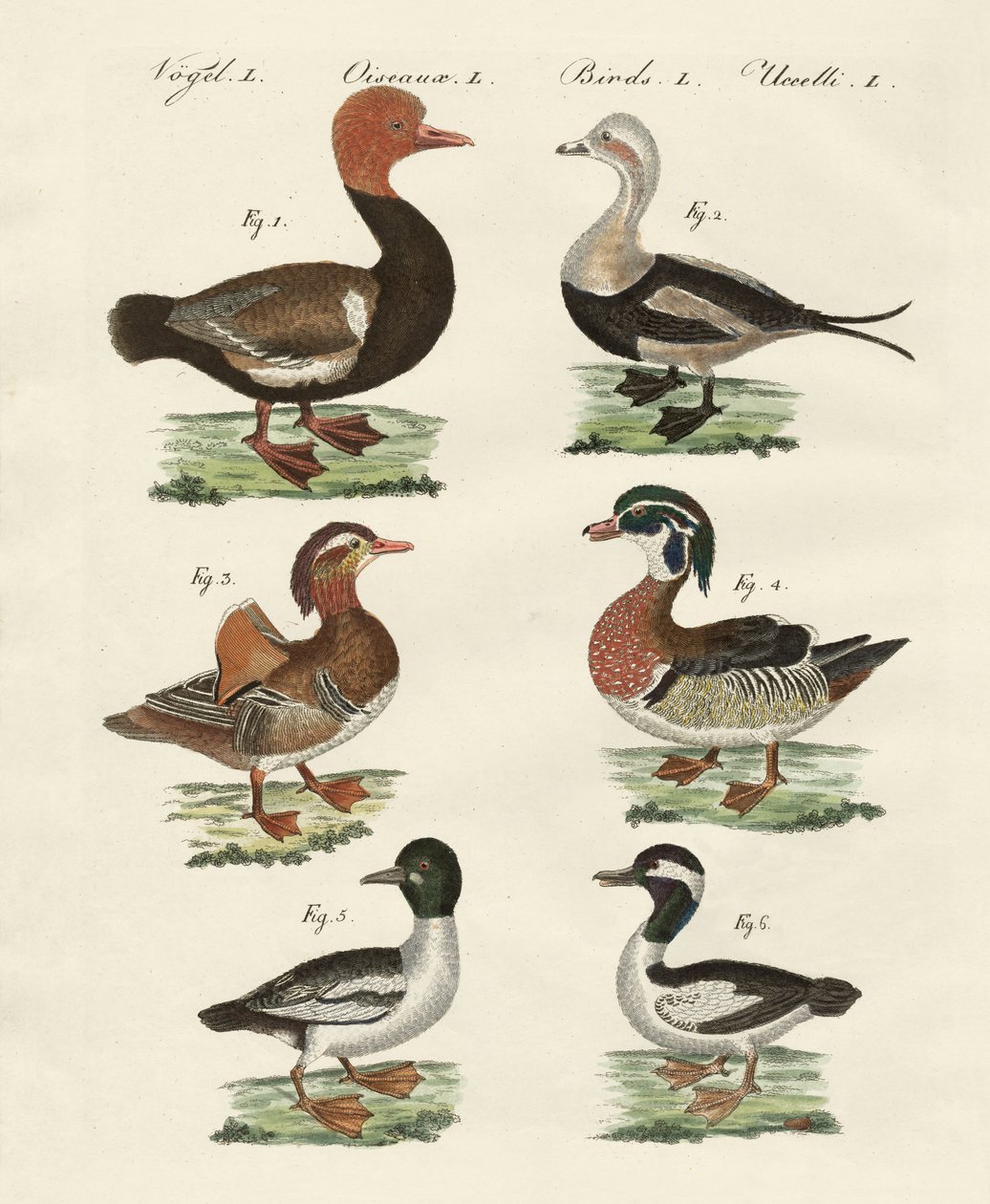 Différentes sortes de canards - German School