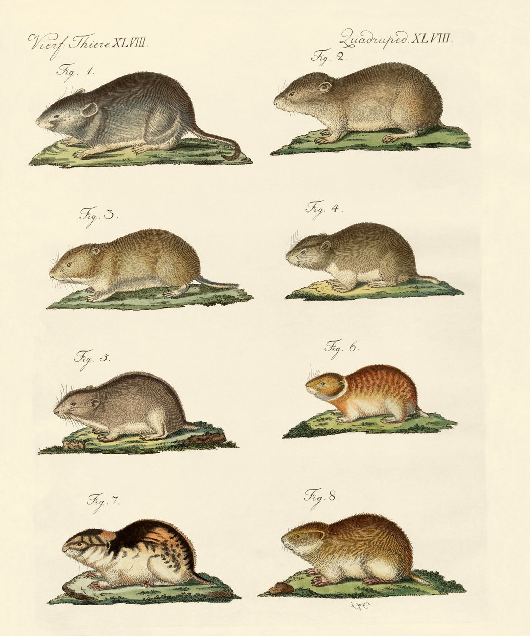 Différents types de souris - German School