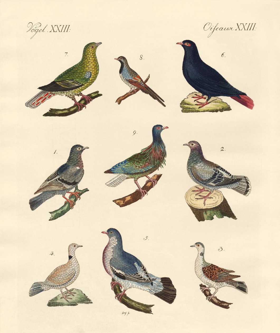 Différents types de pigeons - German School