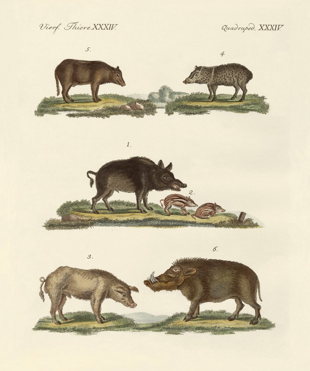 Différents types de cochons - German School