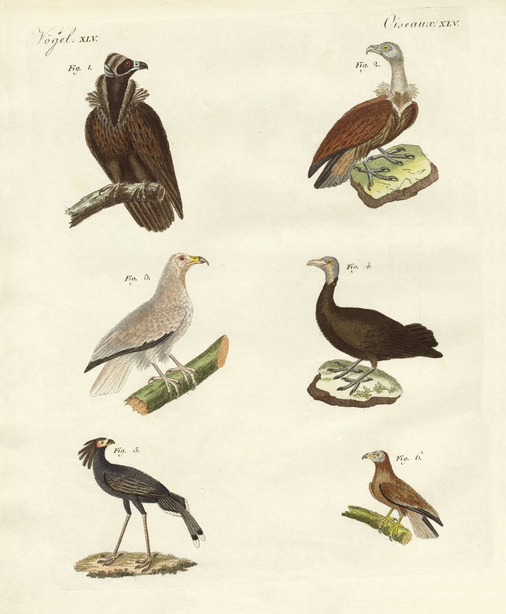 Différents types de rapaces - German School