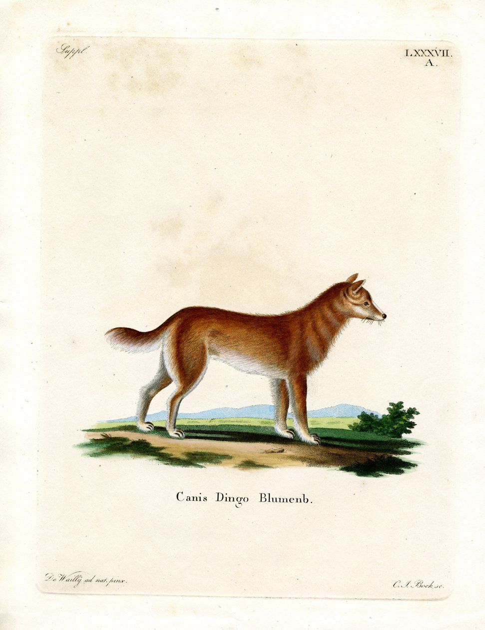 Dingo - German School