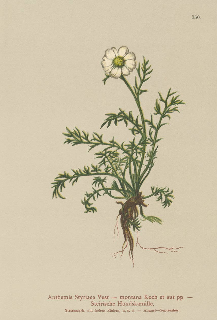 Camomille des montagnes (Anthemis styriaca, Anthemis montana) - German School