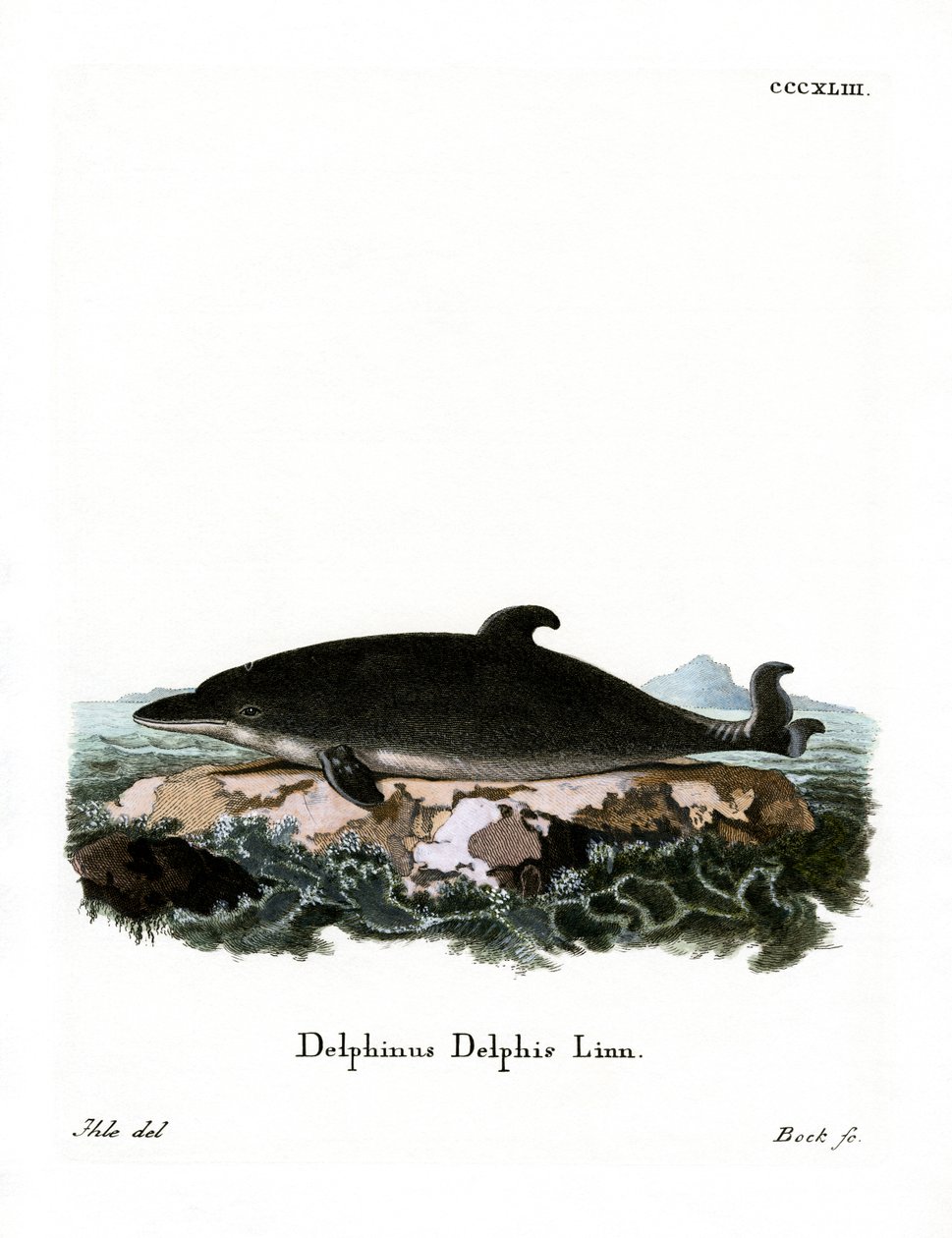Dauphin - German School