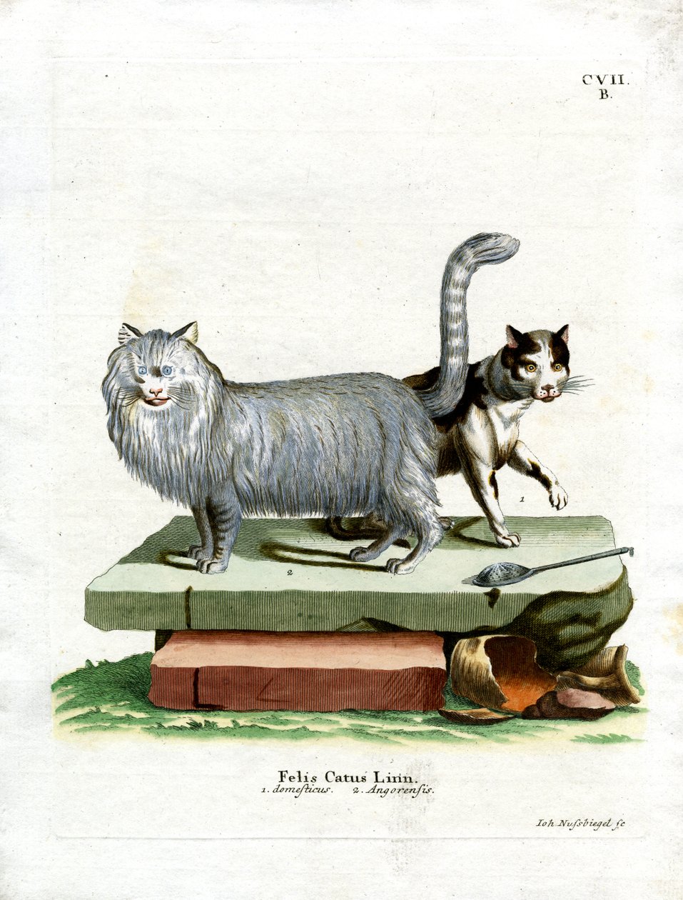 Chat domestique - German School