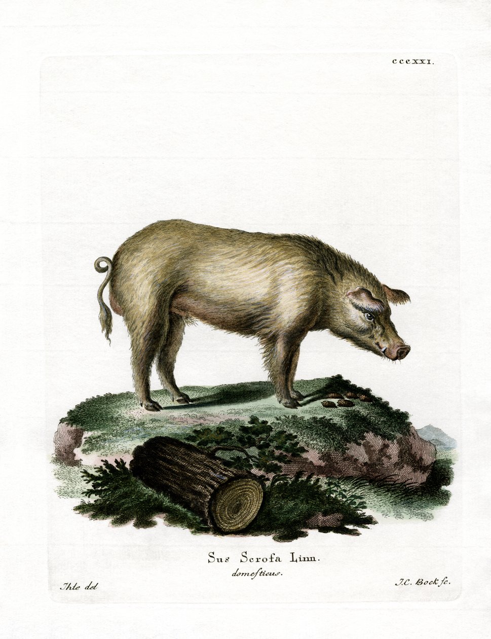 Cochon domestique - German School