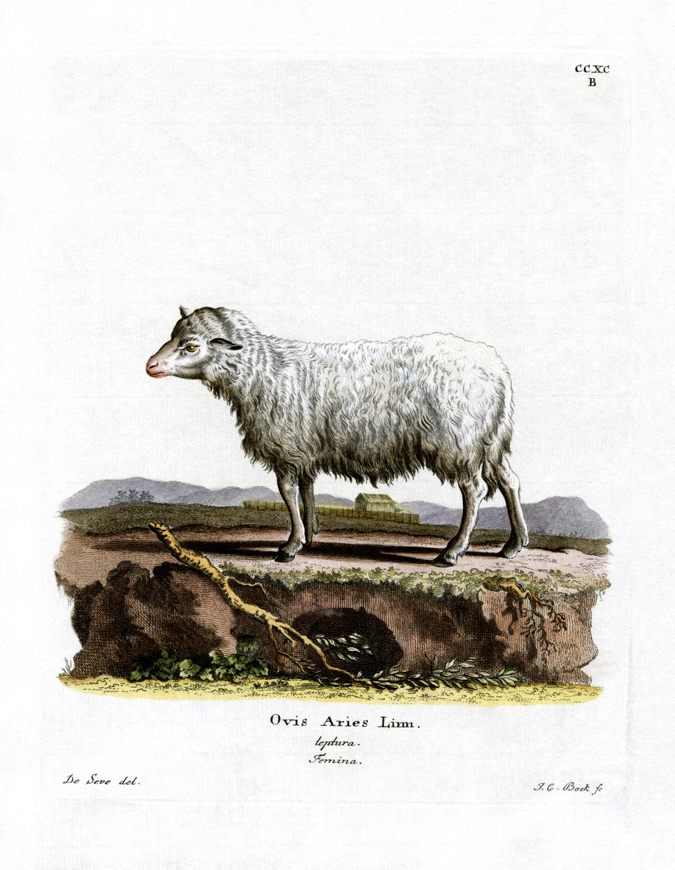 Mouton domestique - German School
