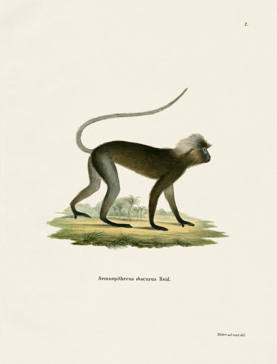Singe à feuilles sombre - German School