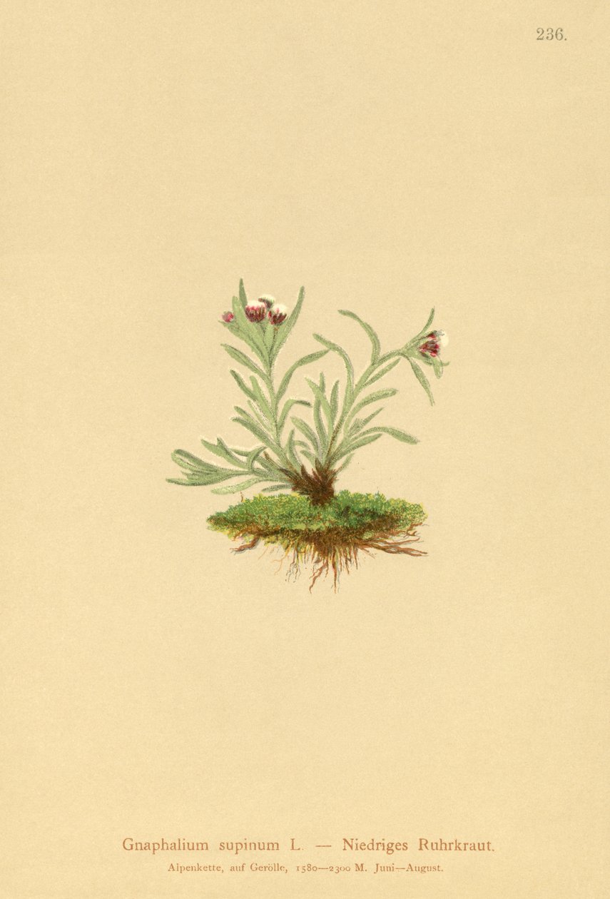 Gnaphale nain (Gnaphalium supinum) - German School