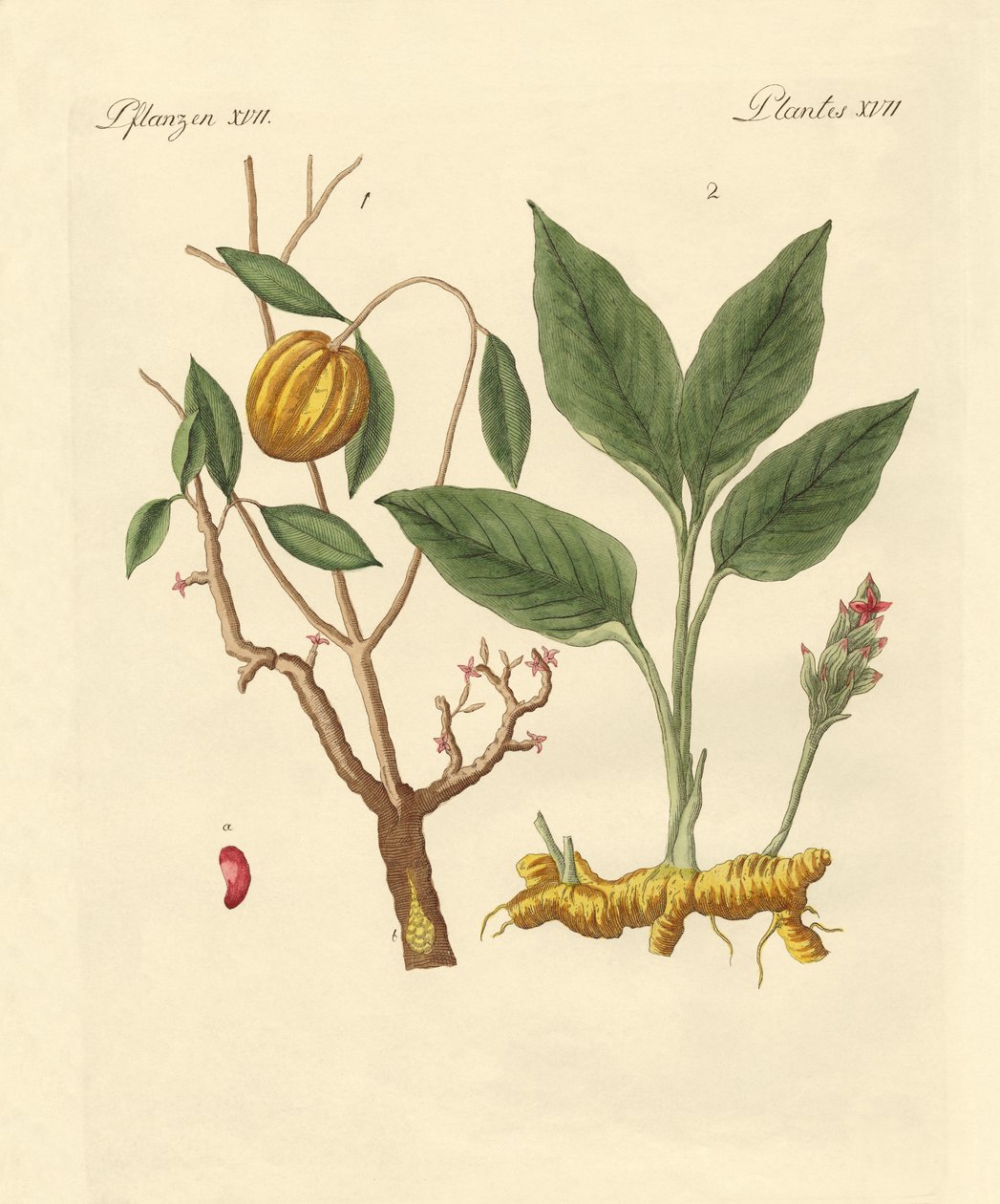 Plantes tinctoriales - German School