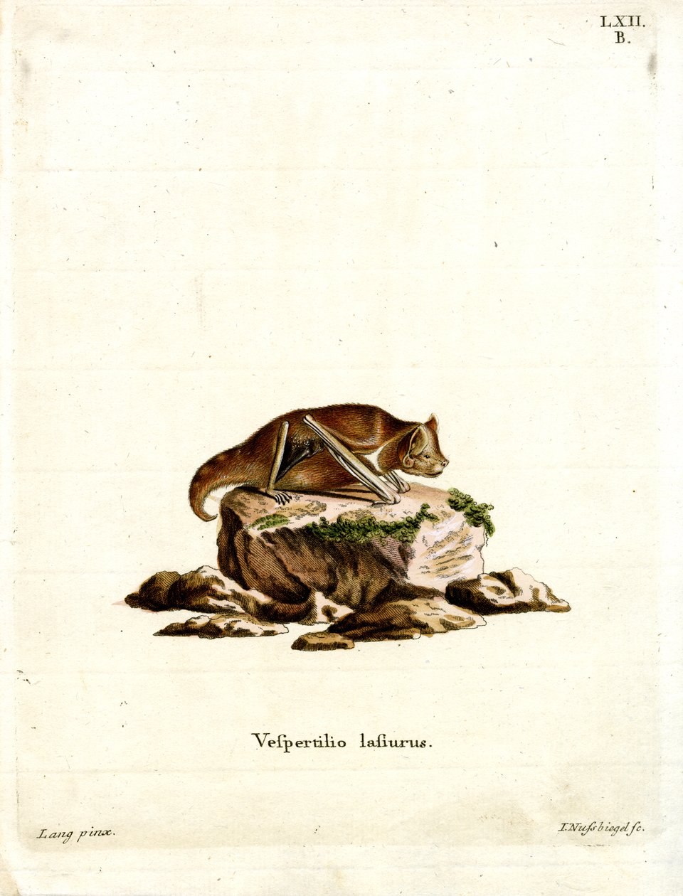 Chauve-souris rousse de l
