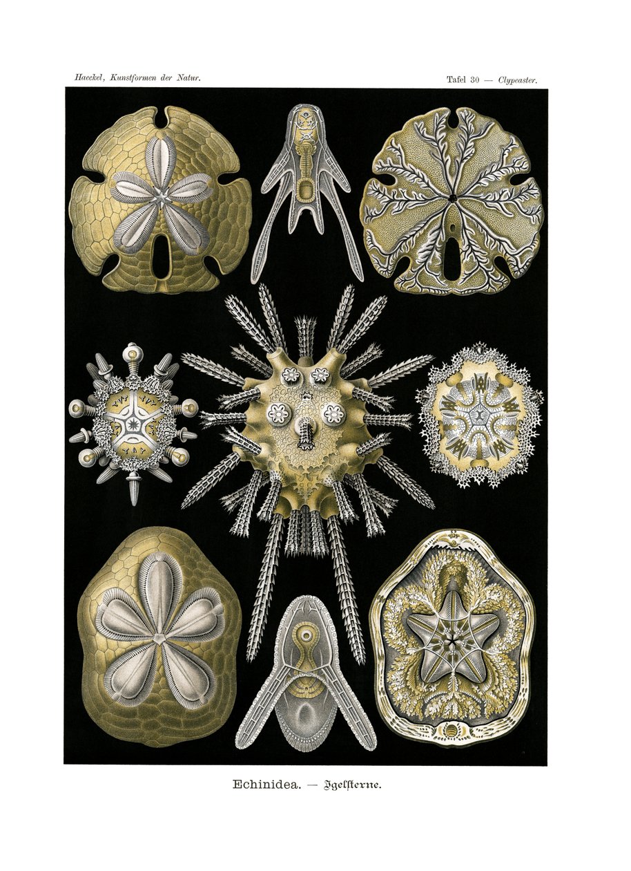 Echinidea, 1899-1904 - German School