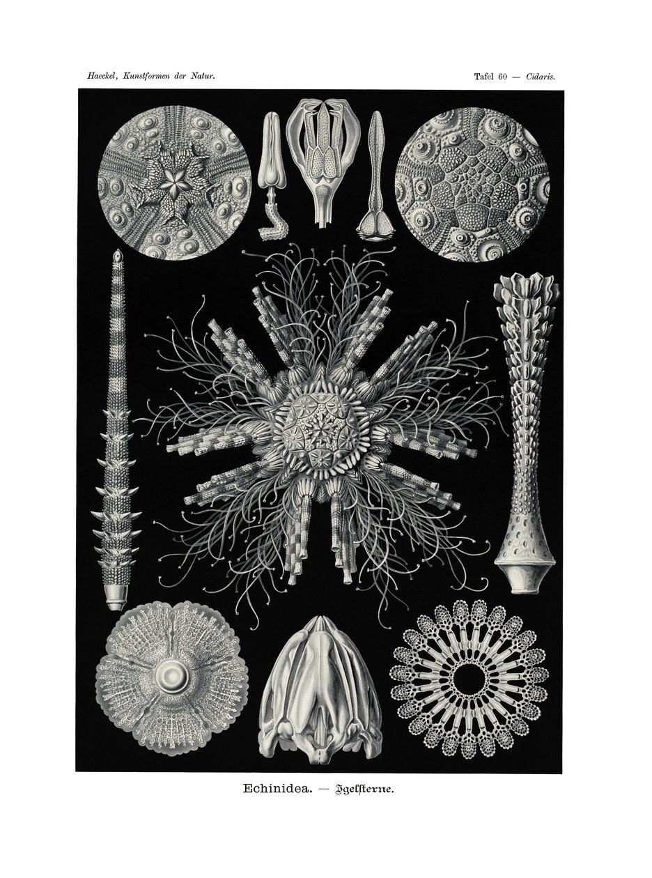 Echinidea, 1899-1904 - German School