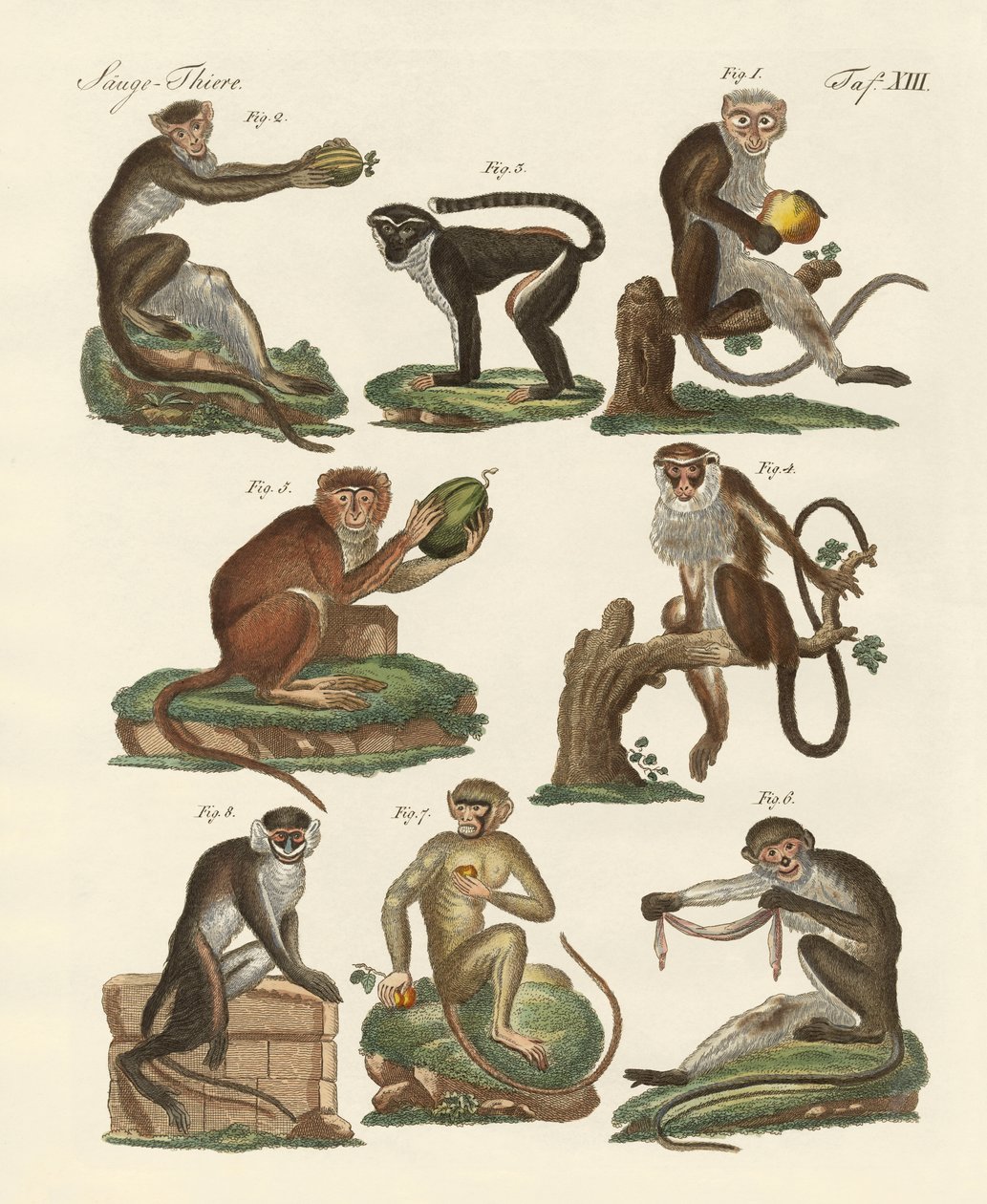 Huit types de guenon - German School