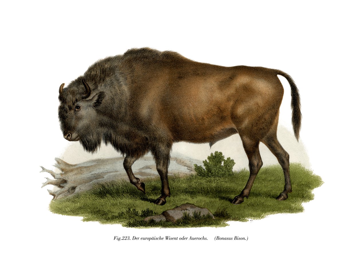 Bison européen, 1860 - German School