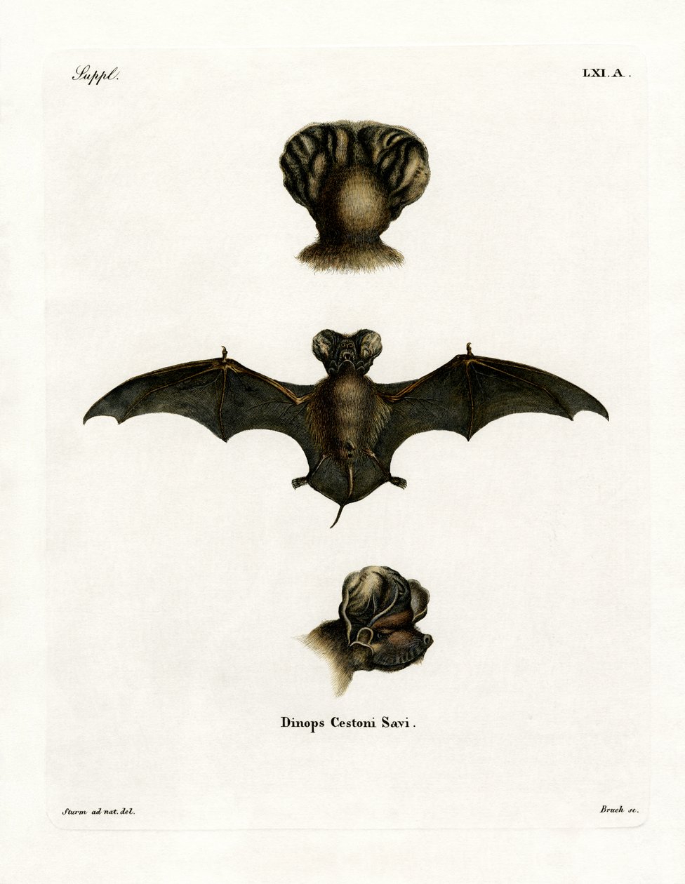 Chauve-souris à queue libre européenne - German School