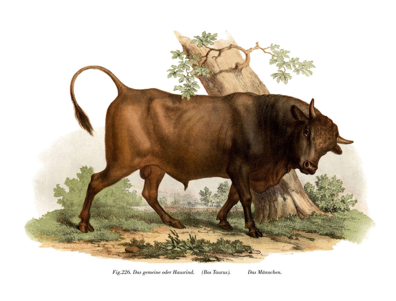 Bétail européen, 1860 - German School