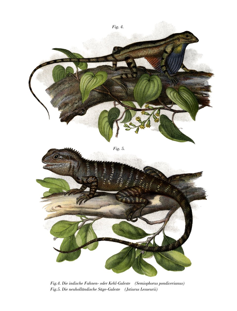 Lézard à gorge en éventail - German School