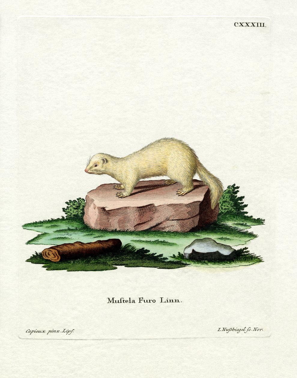 Furet - German School