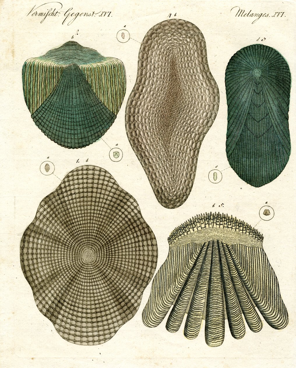 Écailles de poisson - German School