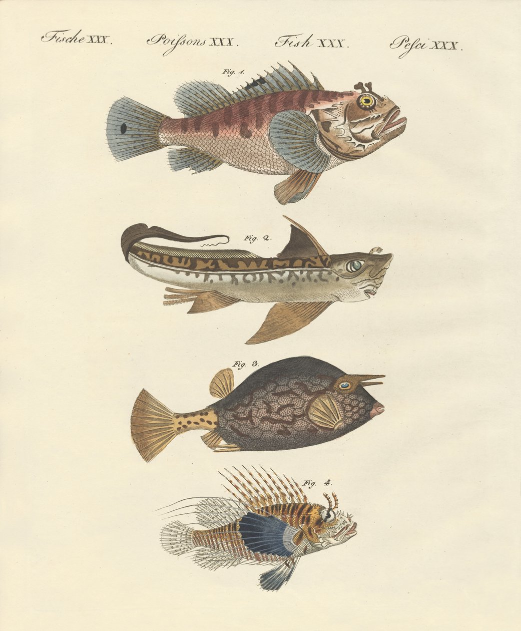 Poisson de forme étrange - German School