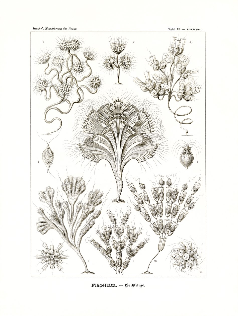 Flagellata, 1899-1904 - German School