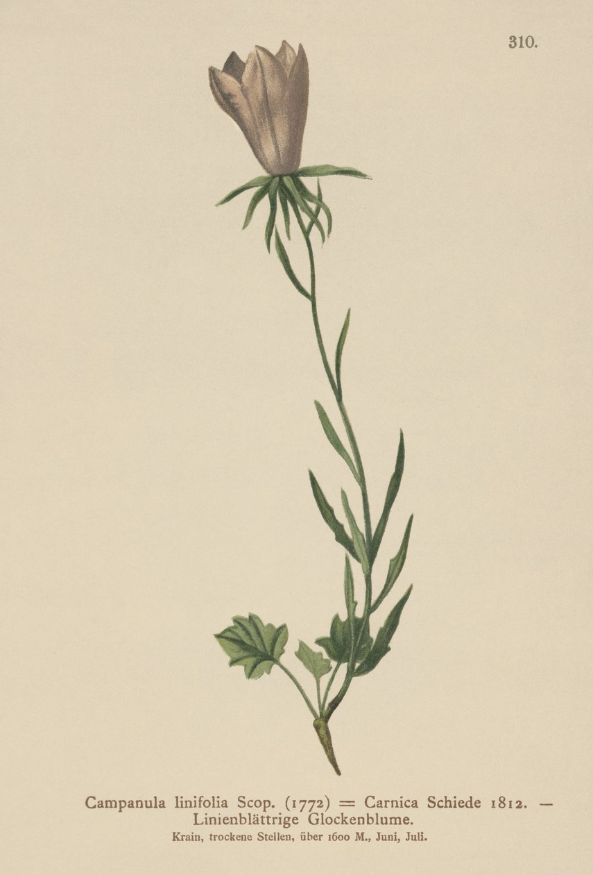 Campanule à feuilles de lin (Campanula linifolia, Campanula Carnica) - German School