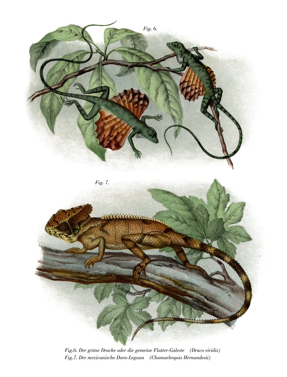 Lézard volant - German School