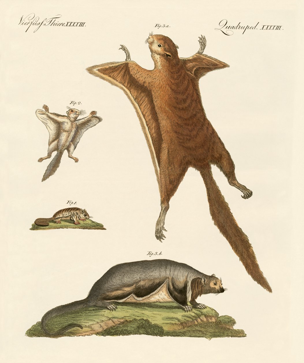 Écureuils volants - German School