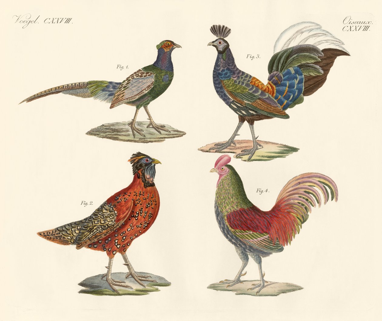 Oiseaux étrangers - German School