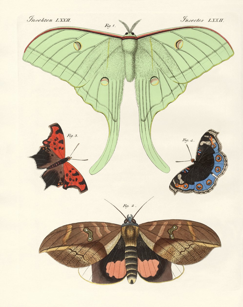 Papillons étrangers - German School