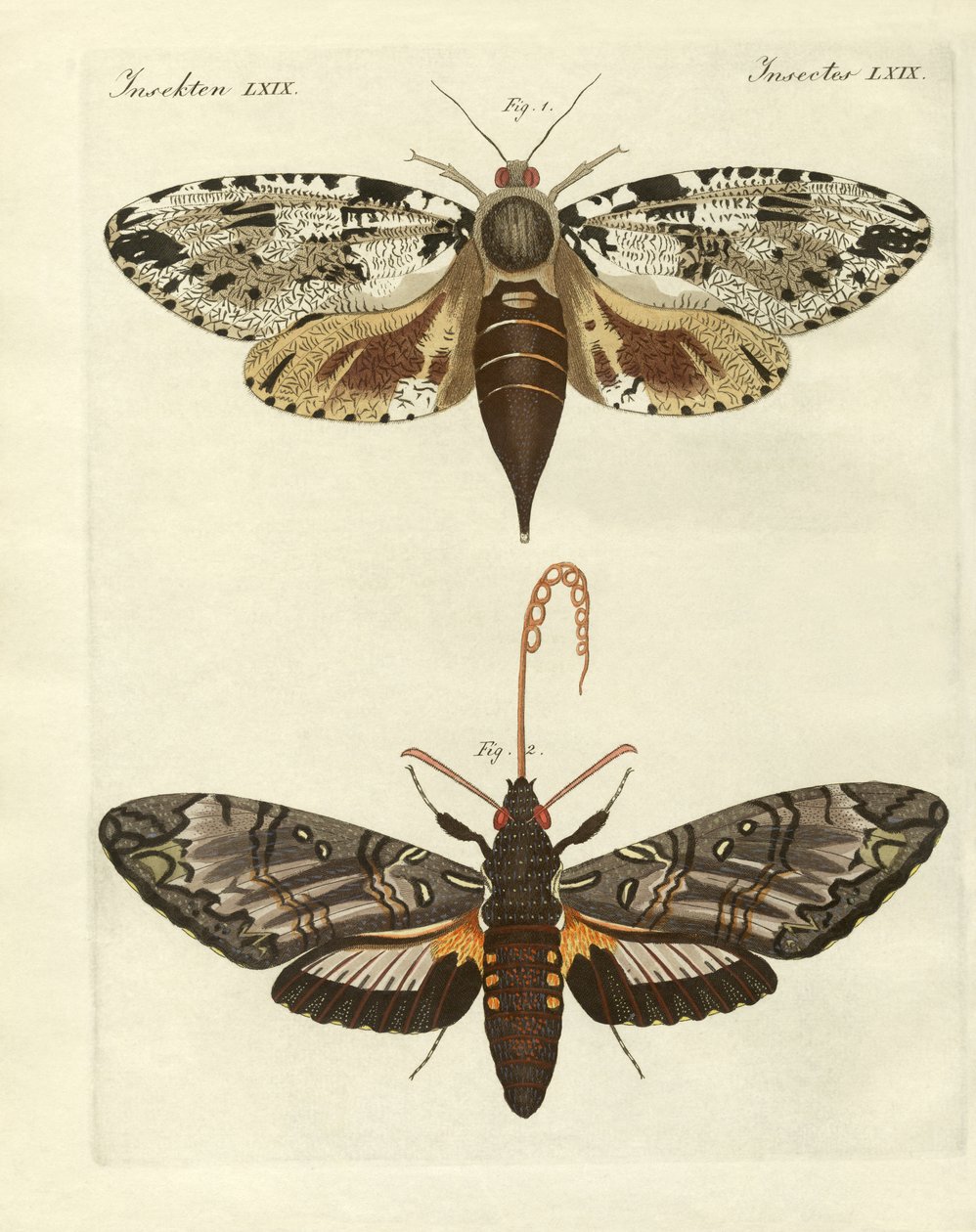 Papillons étrangers - German School