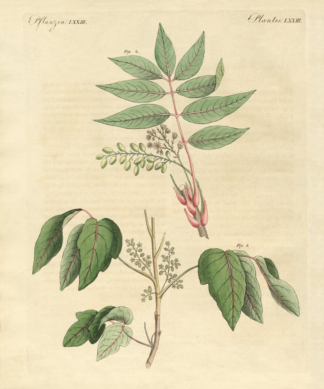 Plantes toxiques étrangères - German School