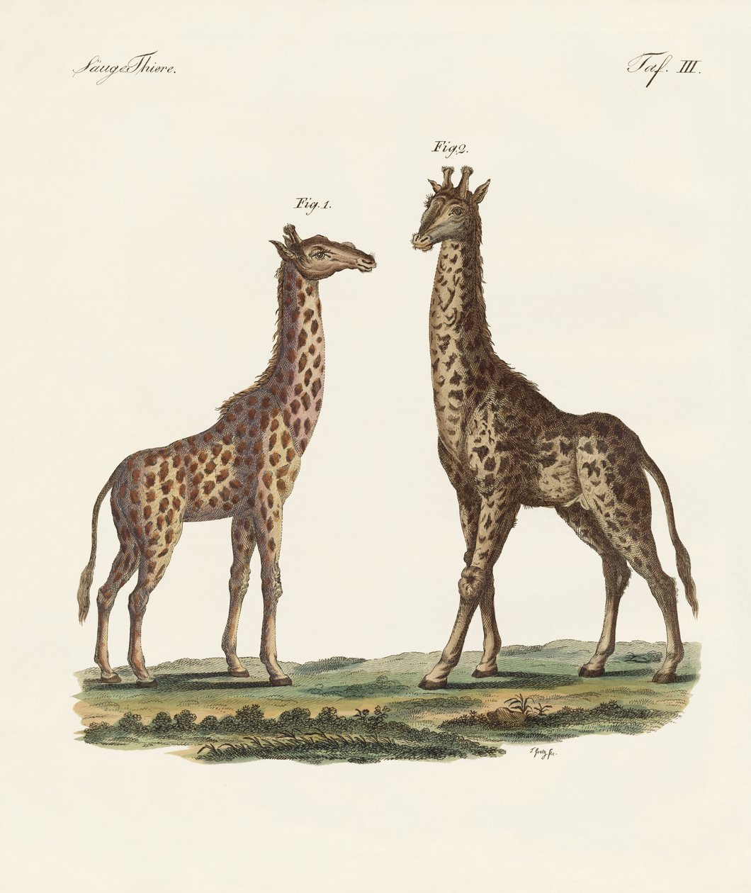 Animaux à quatre pattes - German School
