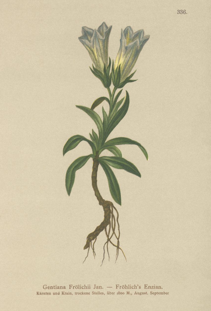 Gentiane de Froelich (Gentiana Froelichii) - German School