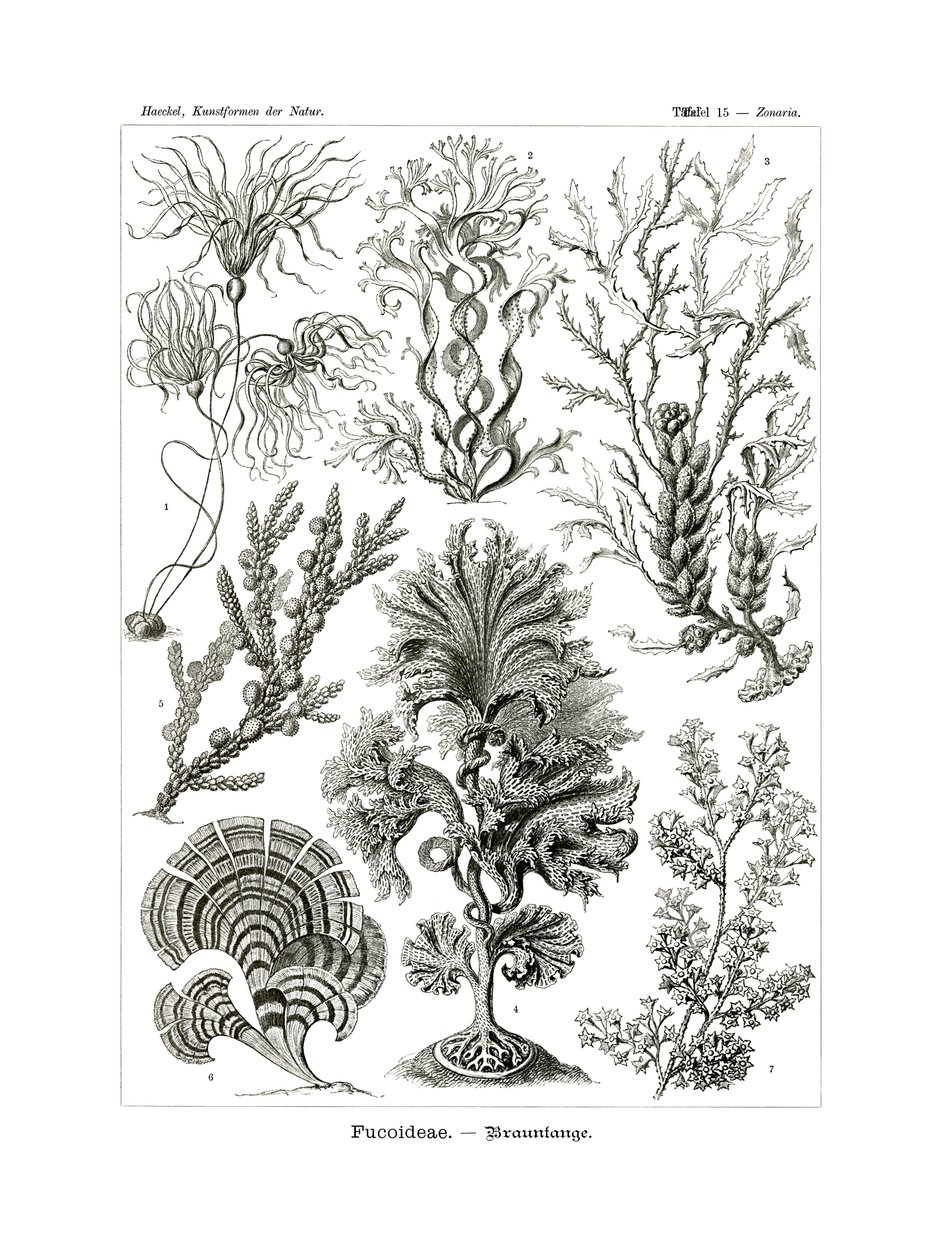 Fucoideae, 1899-1904 - German School